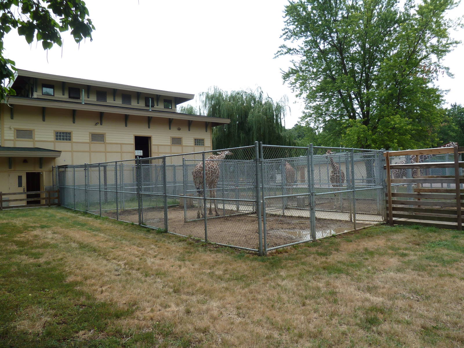 Reticulated Giraffe Barn + Holding Yards