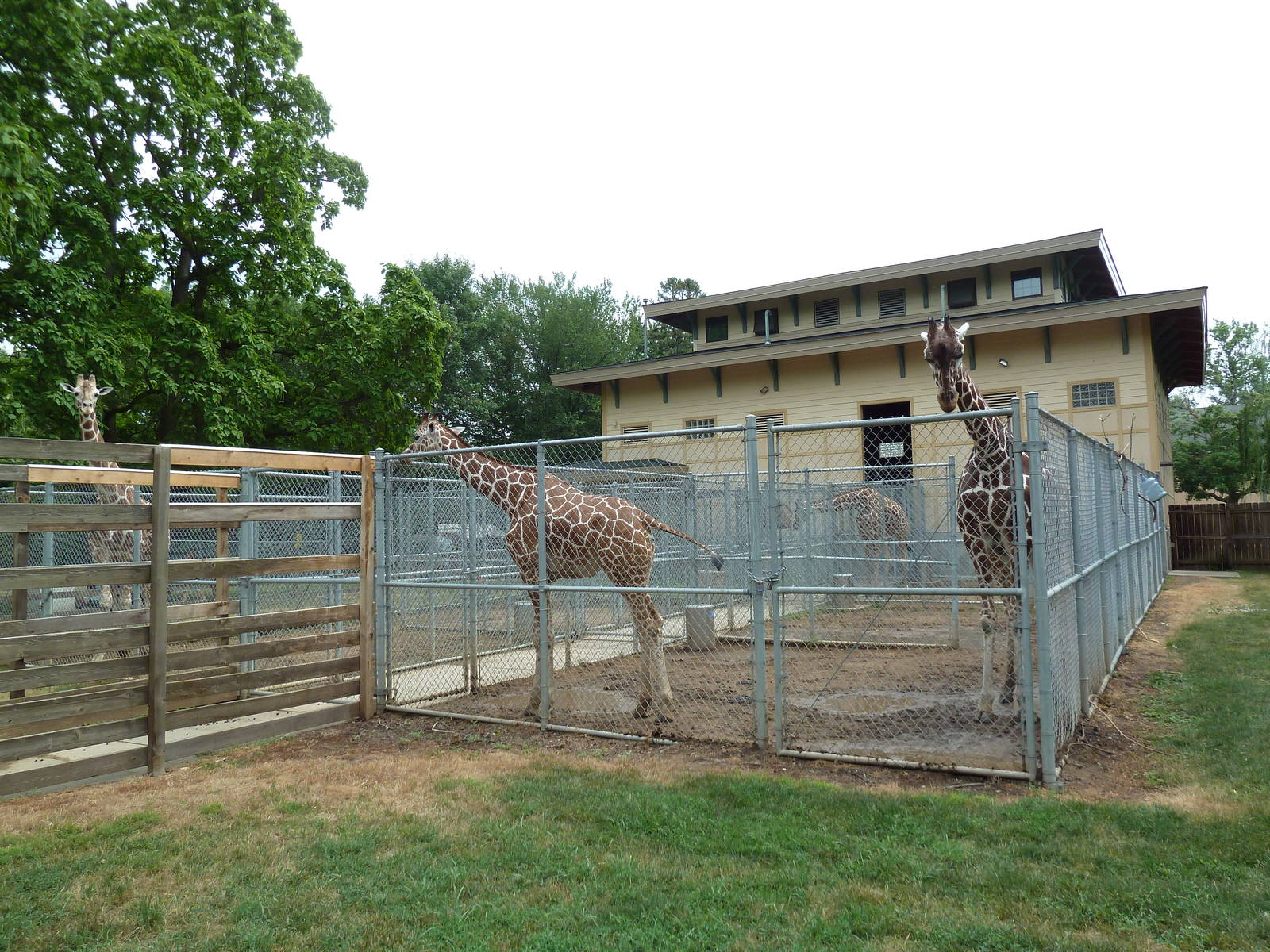 Reticulated Giraffe Barn + Holding Yards