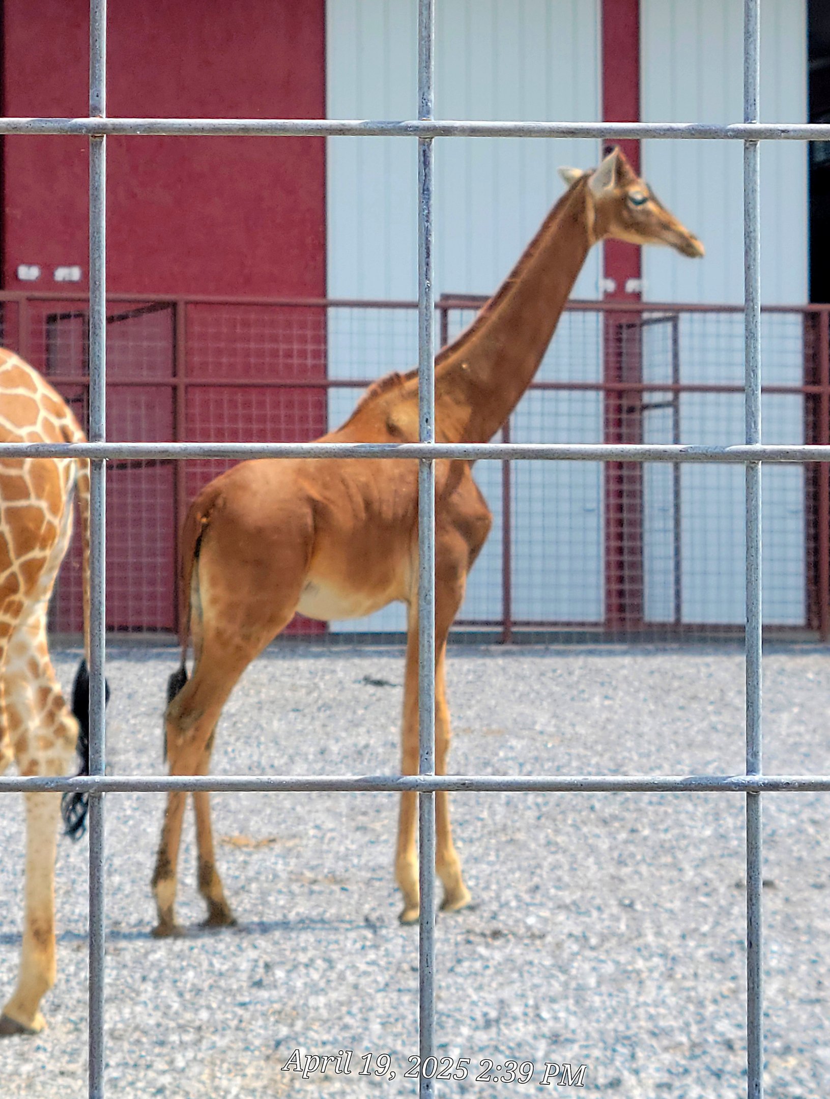 Reticulated Giraffe-Bright's Zoo-April 2025