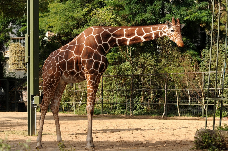 Reticulated giraffe bull at Cologne