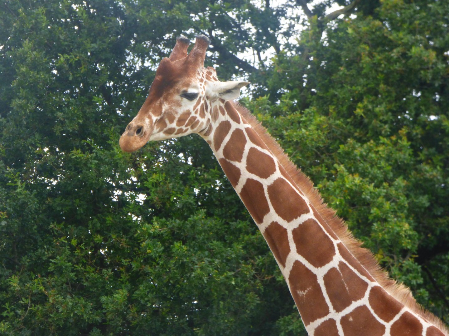 Reticulated Giraffe Bull