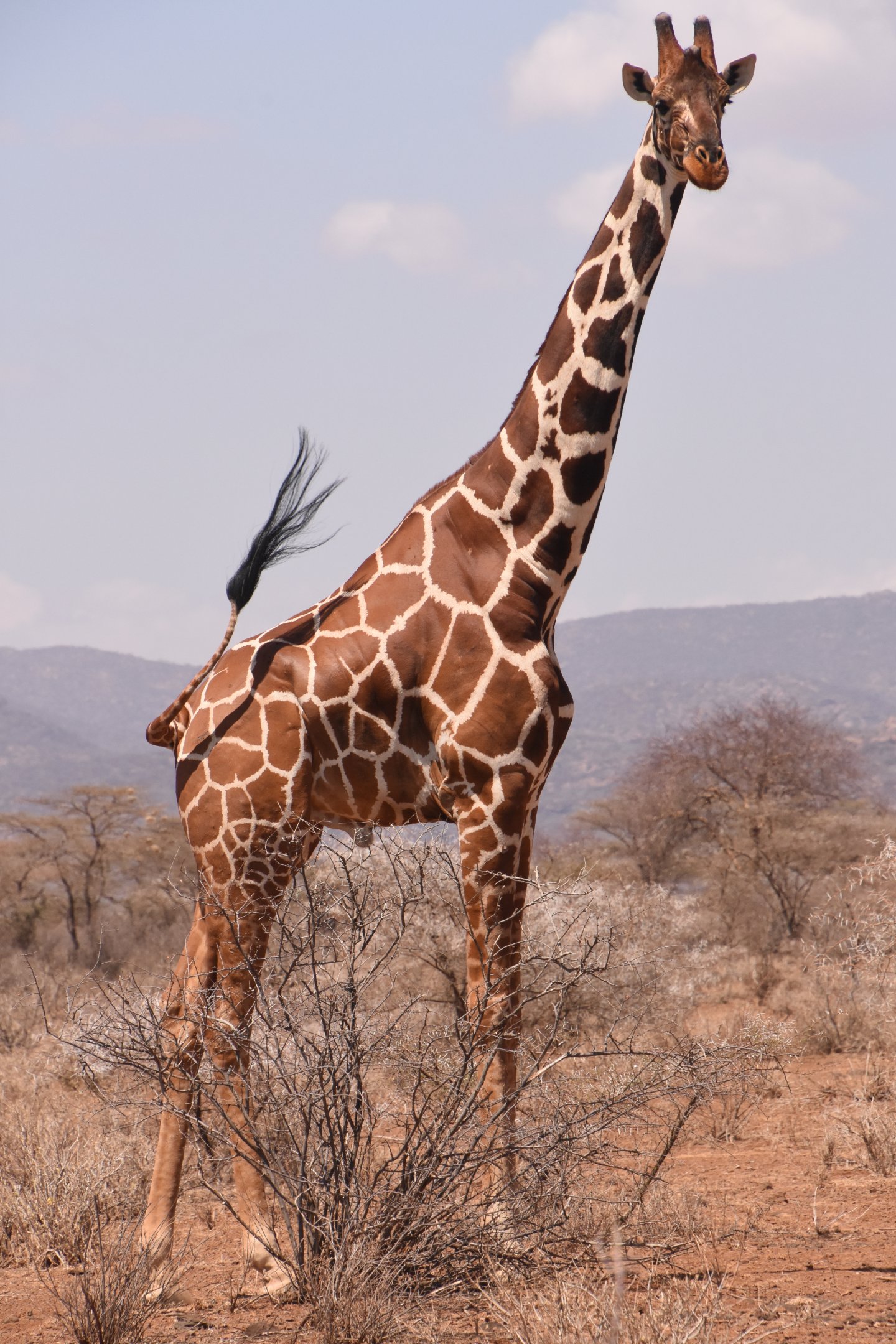 Reticulated giraffe bull