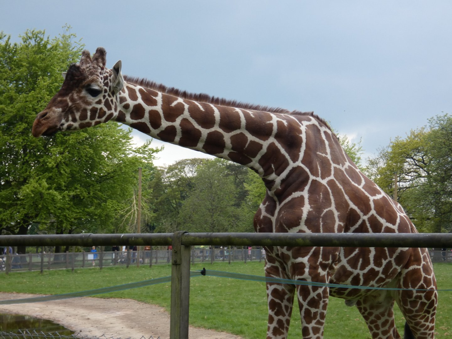 Reticulated giraffe bull