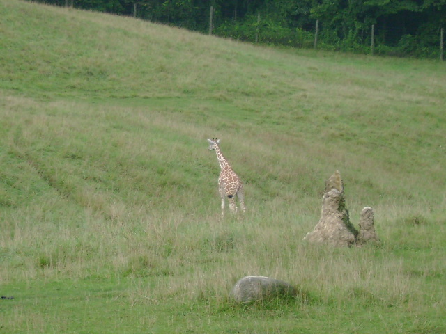 Reticulated Giraffe Cafe