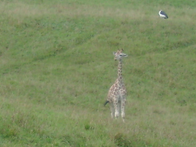 Reticulated Giraffe Cafe