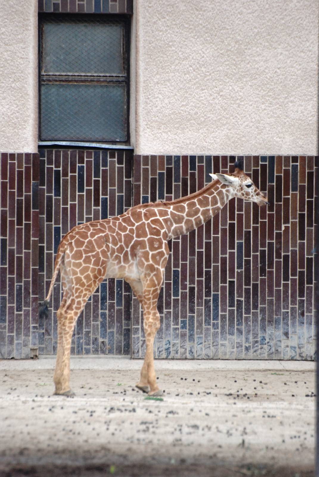 Reticulated Giraffe Calf at Dvur Kralove, 27/08/12