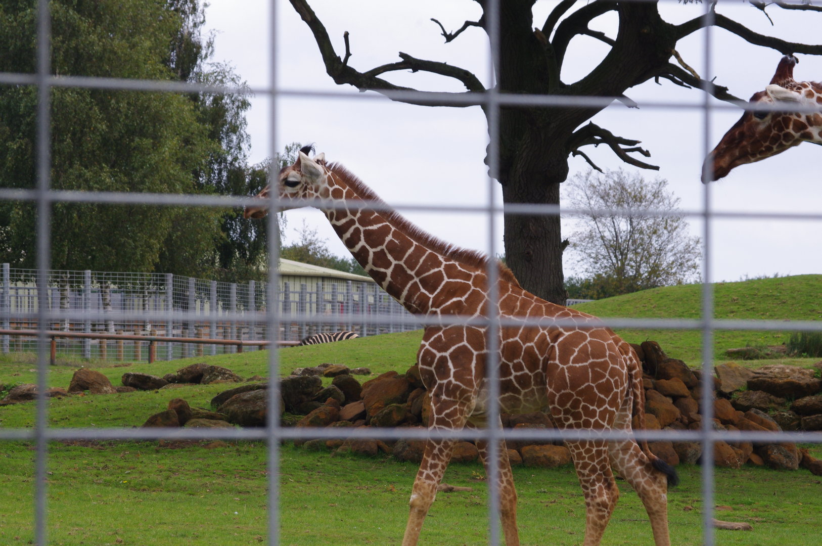 Reticulated Giraffe calf Charlie- 1/10/2023