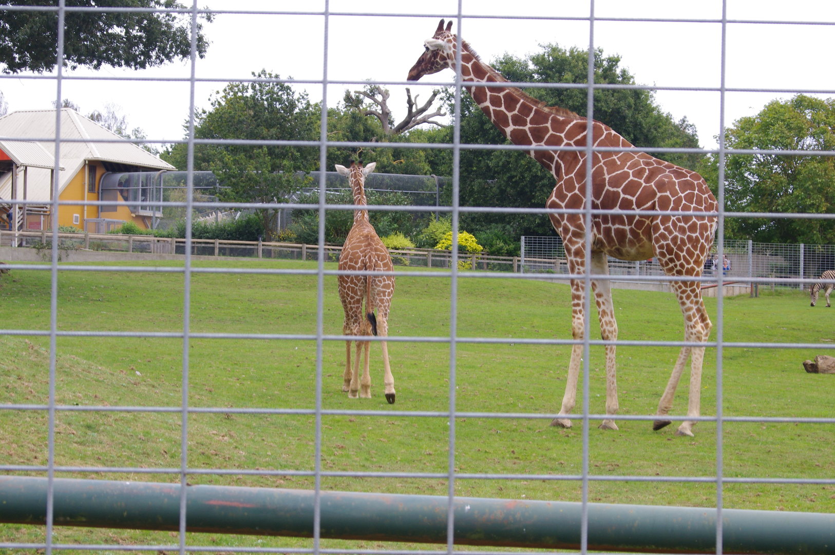 Reticulated Giraffe calf Charlie and adult female- 1/10/2023
