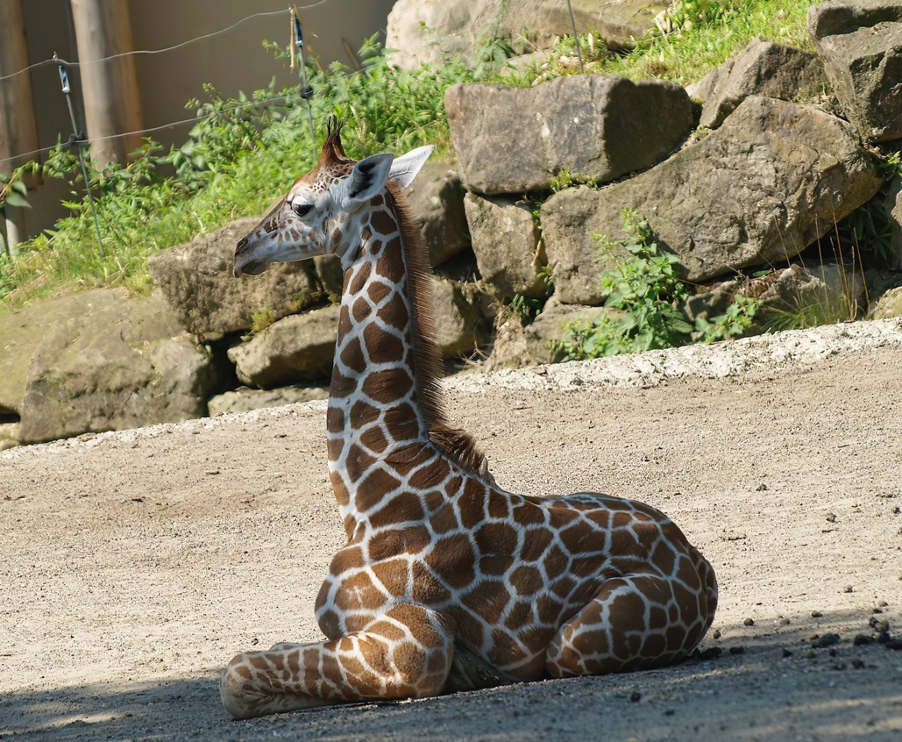 Reticulated giraffe calf (Giraffa reticulata), 2008-08-06