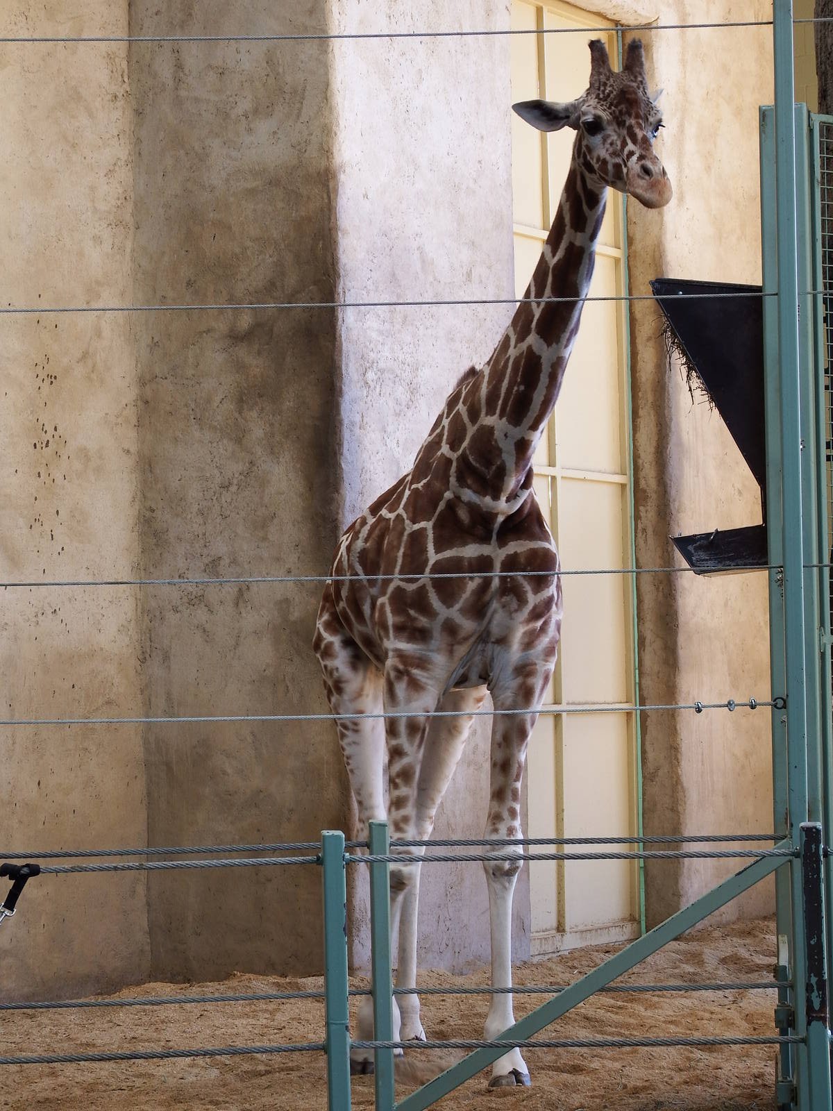 Reticulated Giraffe Carrie