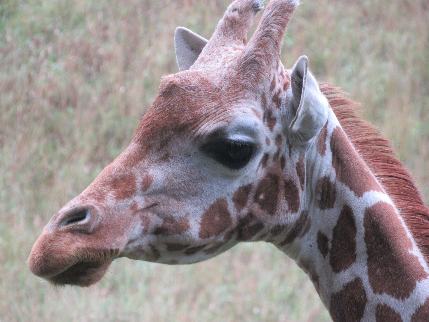 Reticulated Giraffe Cece - 8/7/23