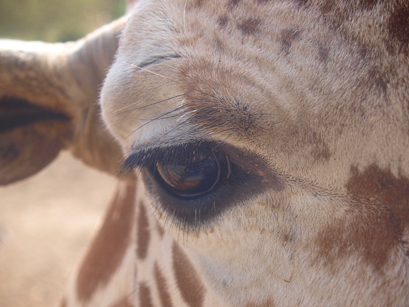 Reticulated giraffe, close-up (April 19th , 2015)
