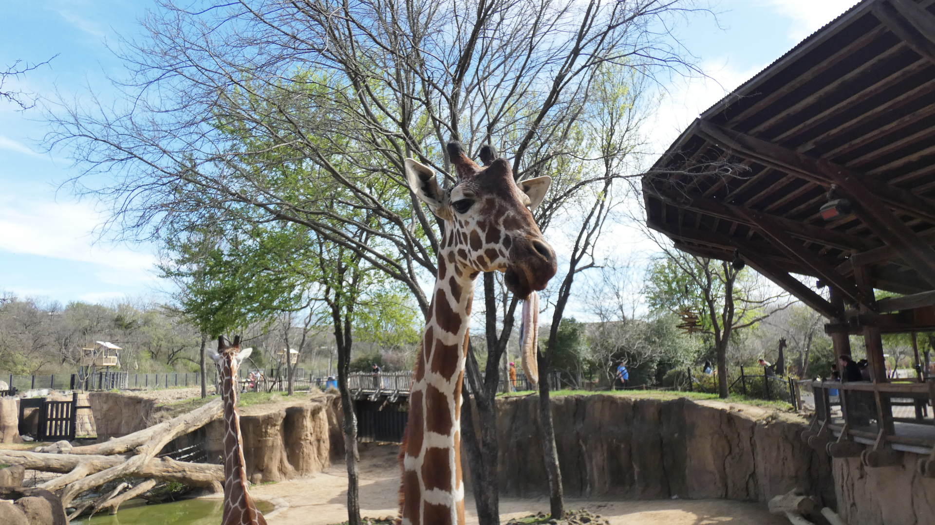 Reticulated Giraffe Close-up, Giants of Savannah - Mar. 2022