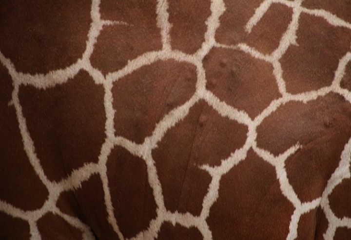 Reticulated Giraffe Close-up