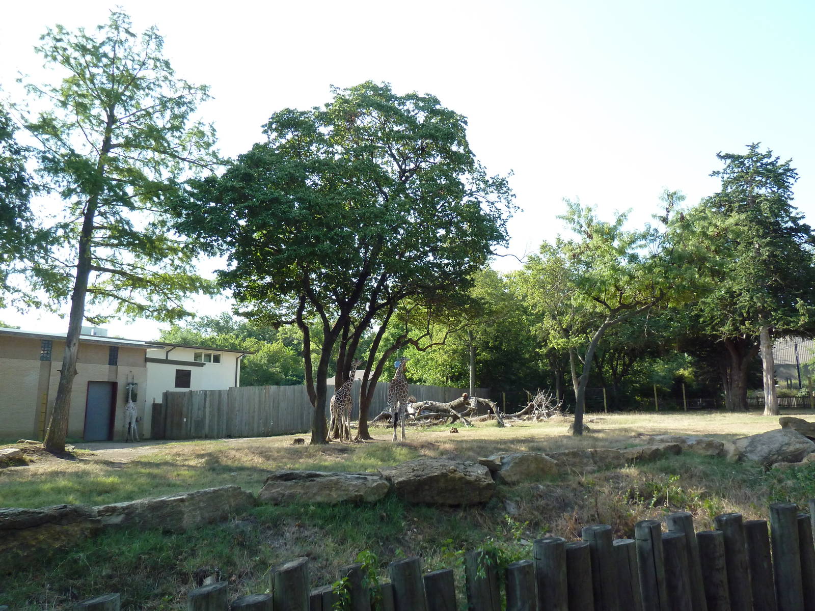 Reticulated Giraffe/Crowned Crane Exhibit
