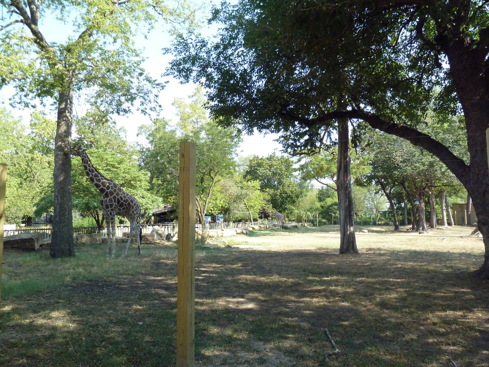 Reticulated Giraffe/Crowned Crane Exhibit