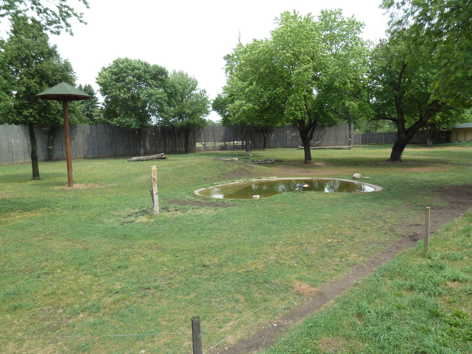 Reticulated Giraffe/Crowned Crane/Grevy's Zebra Exhibit