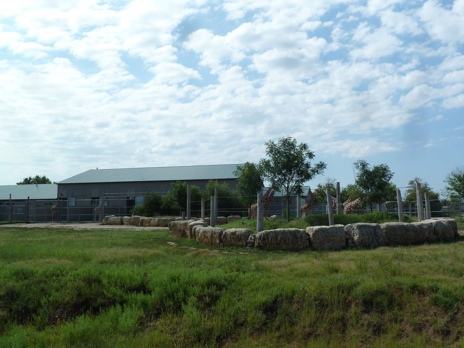 Reticulated Giraffe/Cuvier's Gazelle Exhibit