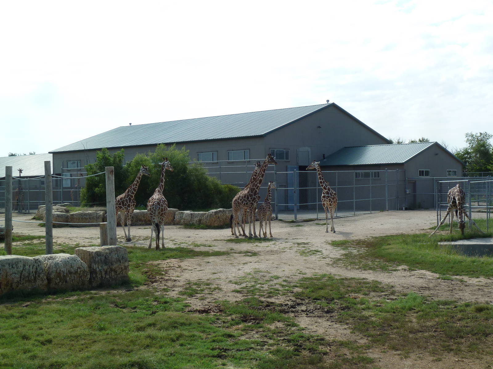 Reticulated Giraffe/Cuvier's Gazelle Exhibit