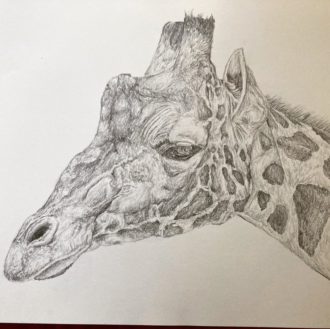 Reticulated giraffe drawing