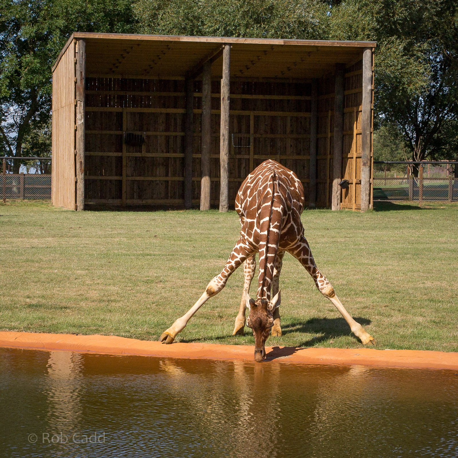 Reticulated giraffe (drinking) : Whipsnade : 03 Aug 2014
