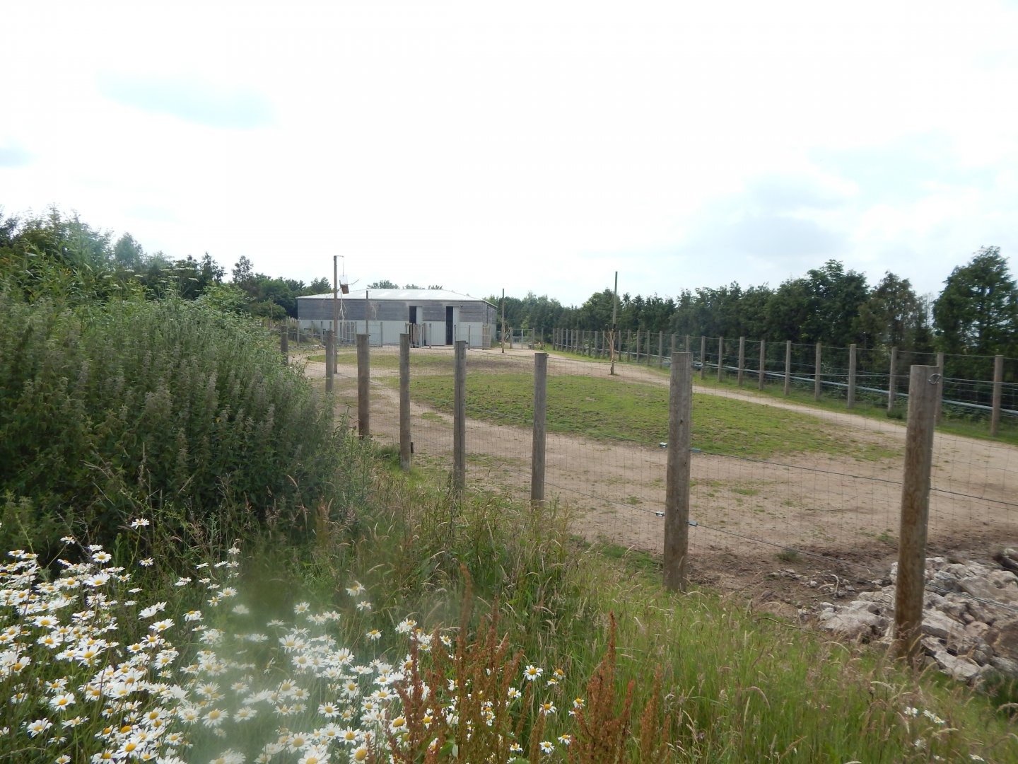 Reticulated giraffe enclosure 020721