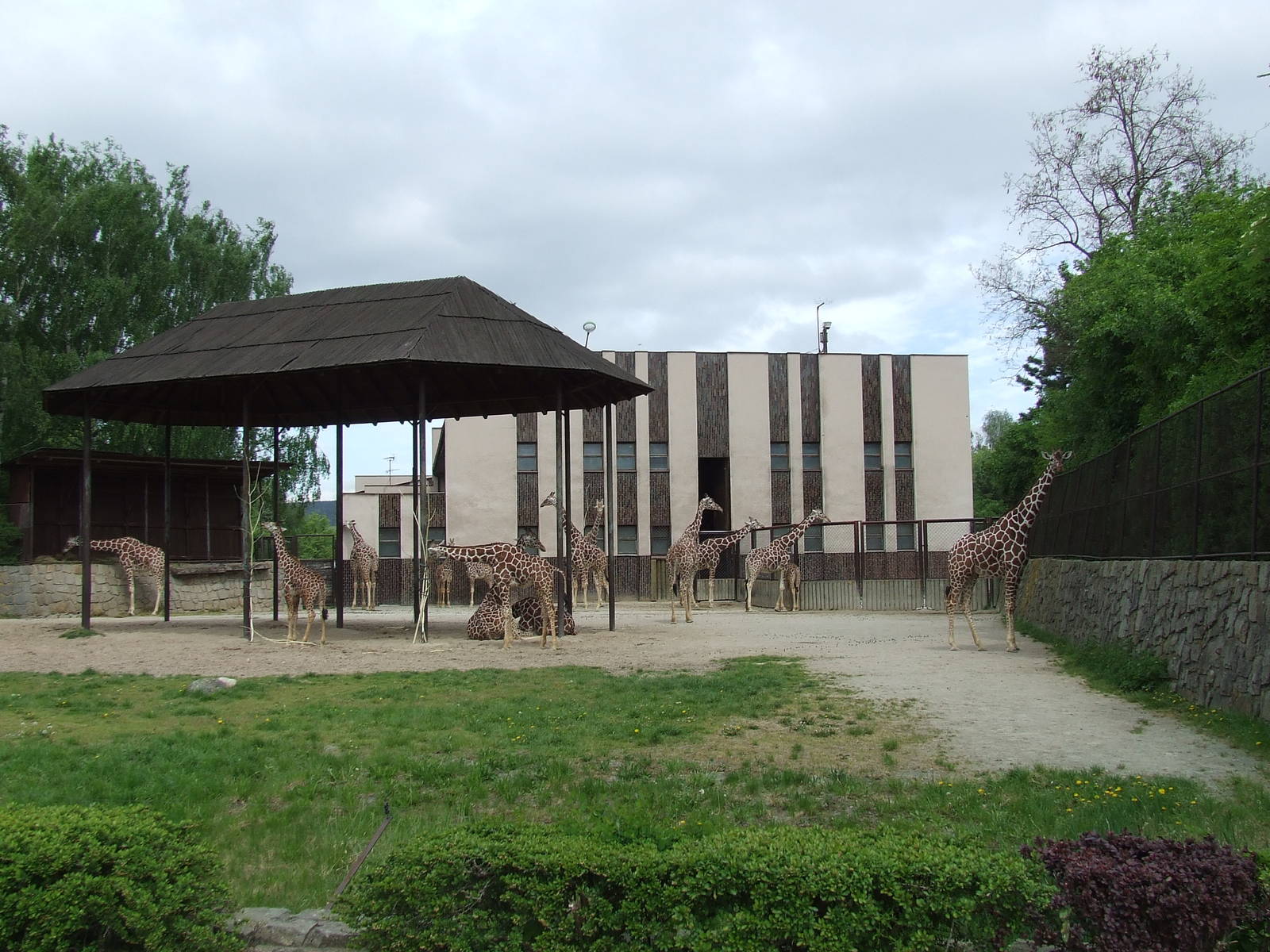 Reticulated Giraffe enclosure and house
