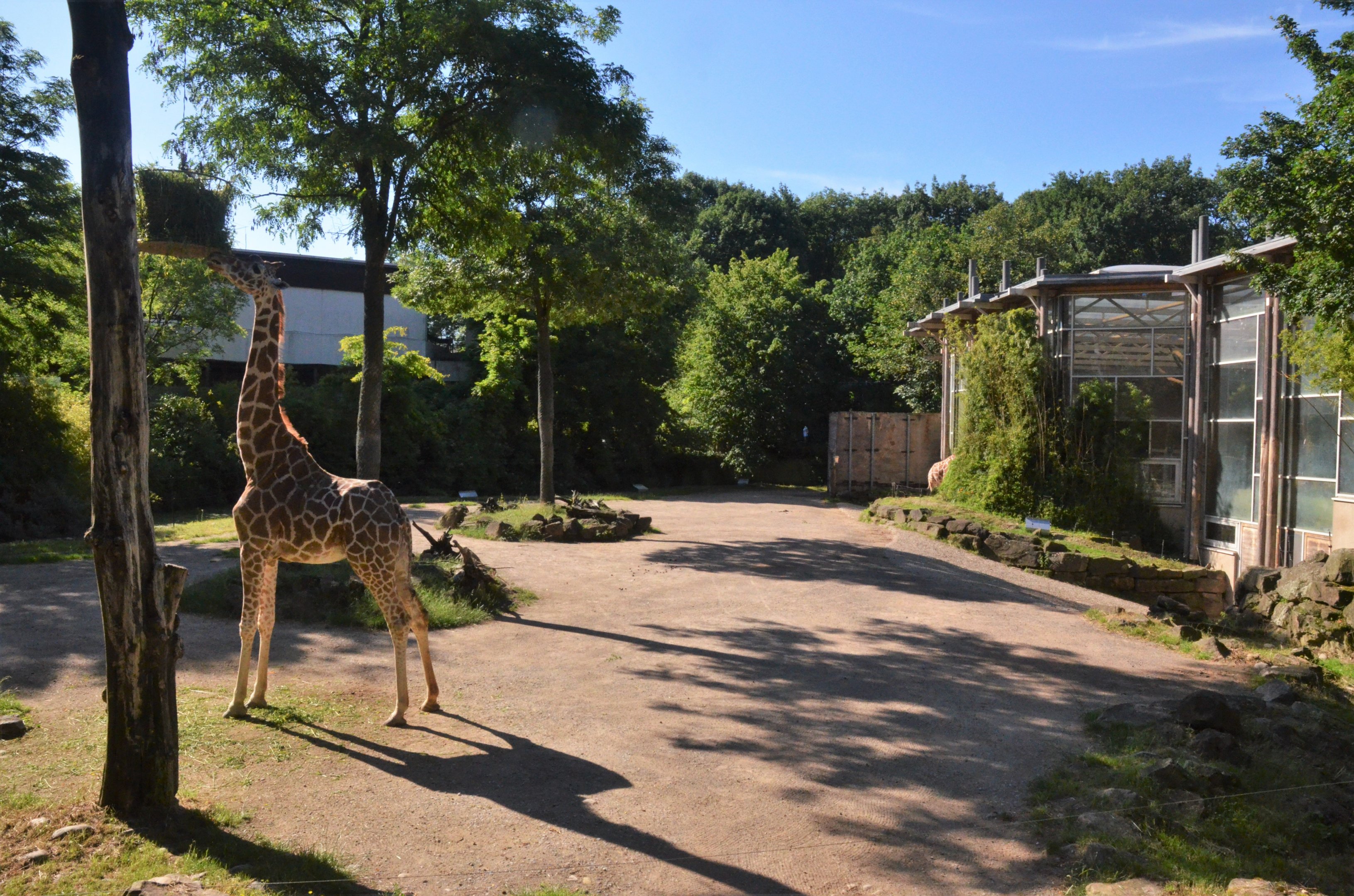 Reticulated Giraffe Enclosure at Duisburg, 17/06/19