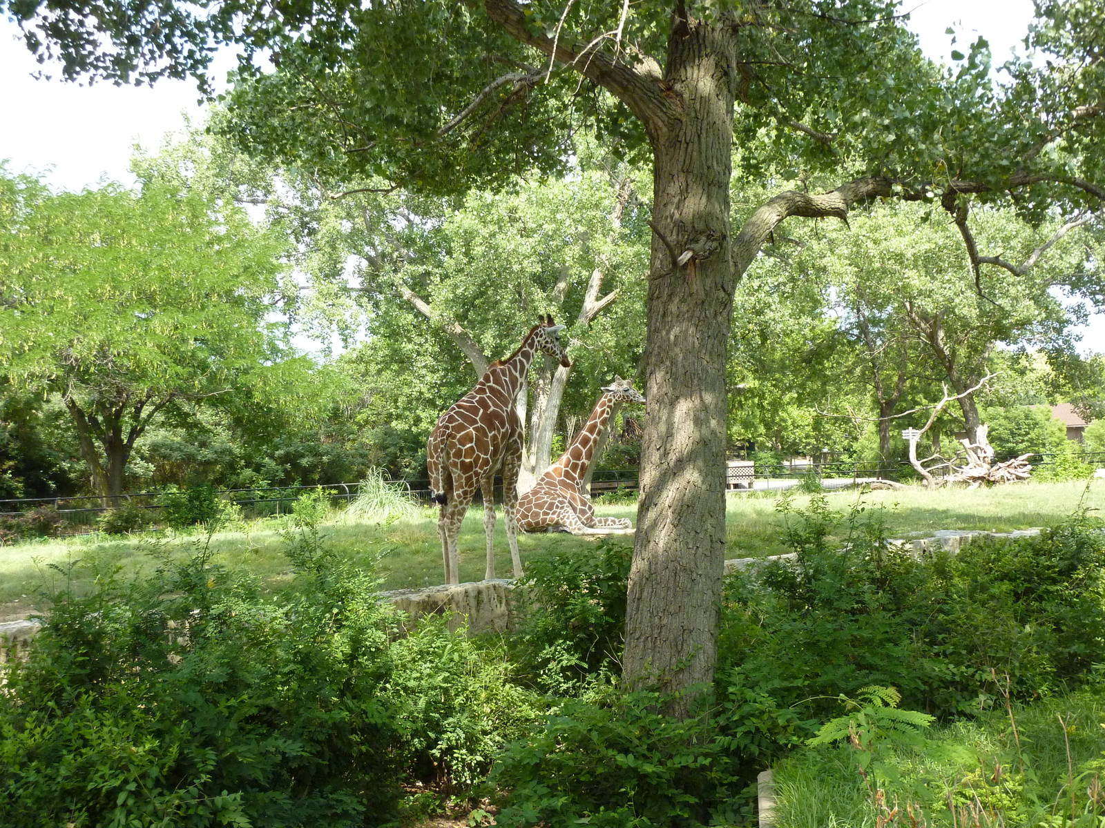 Reticulated Giraffe Enclosure