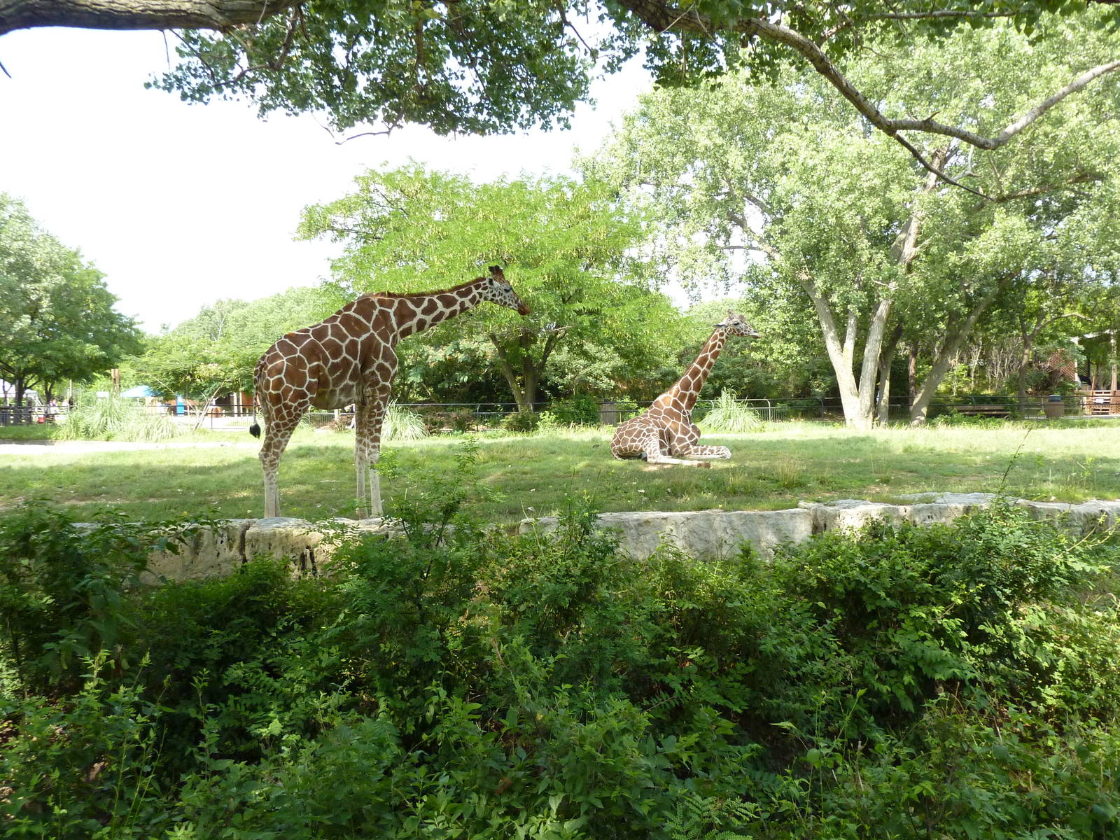 Reticulated Giraffe Enclosure