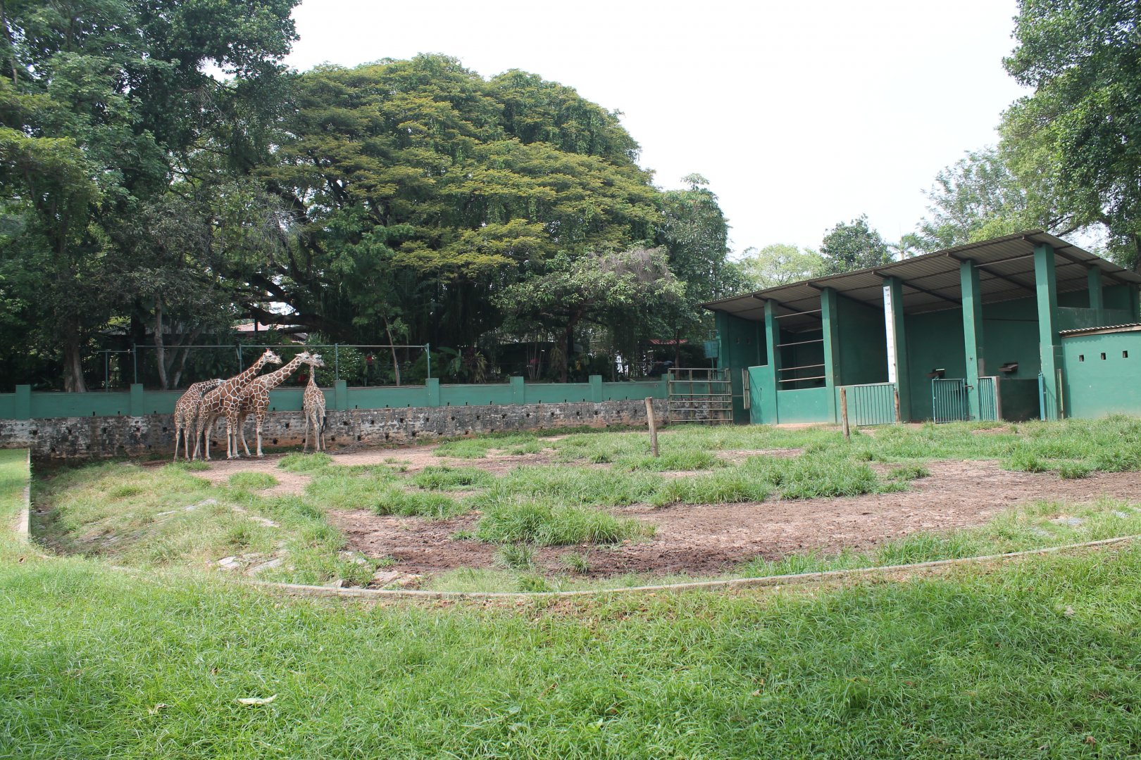 Reticulated Giraffe enclosure