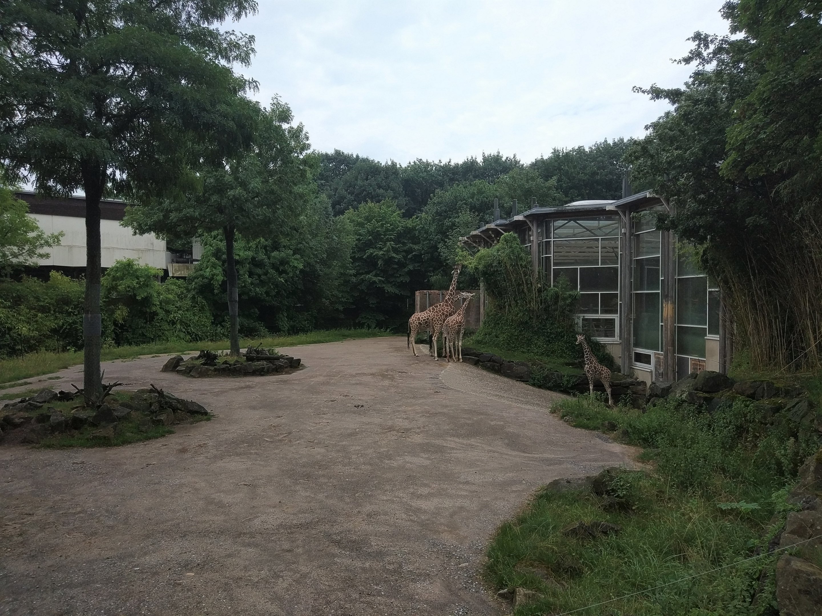 Reticulated Giraffe Enclosure