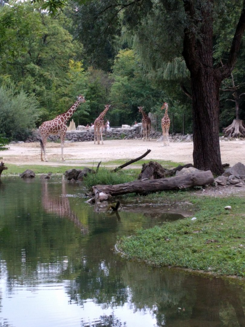 Reticulated giraffe Enclosure