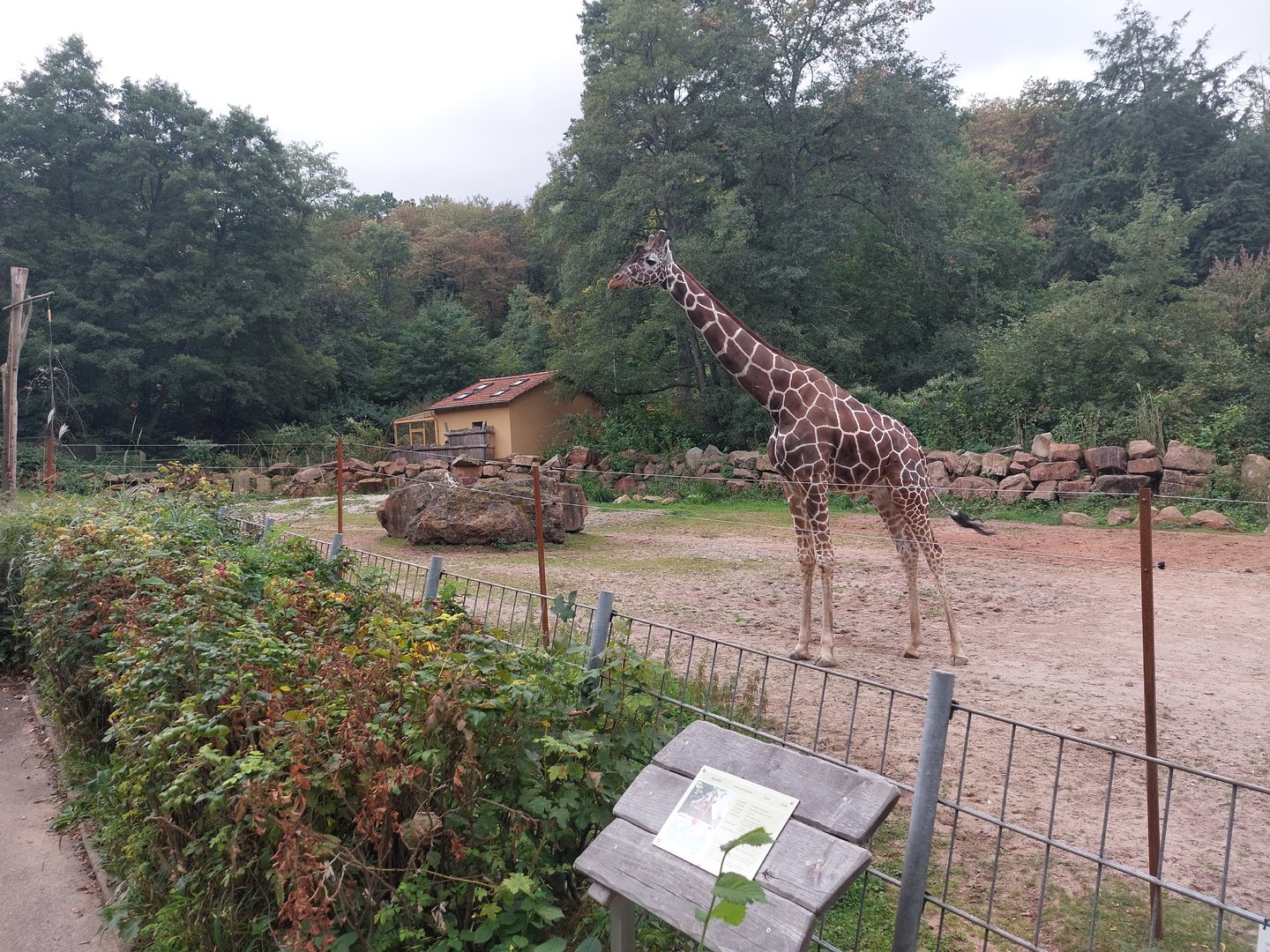 Reticulated giraffe enclosure