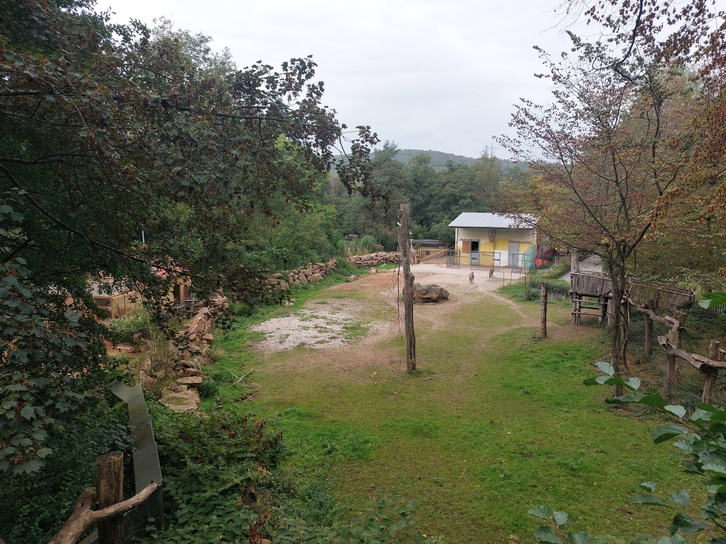 Reticulated giraffe enclosure