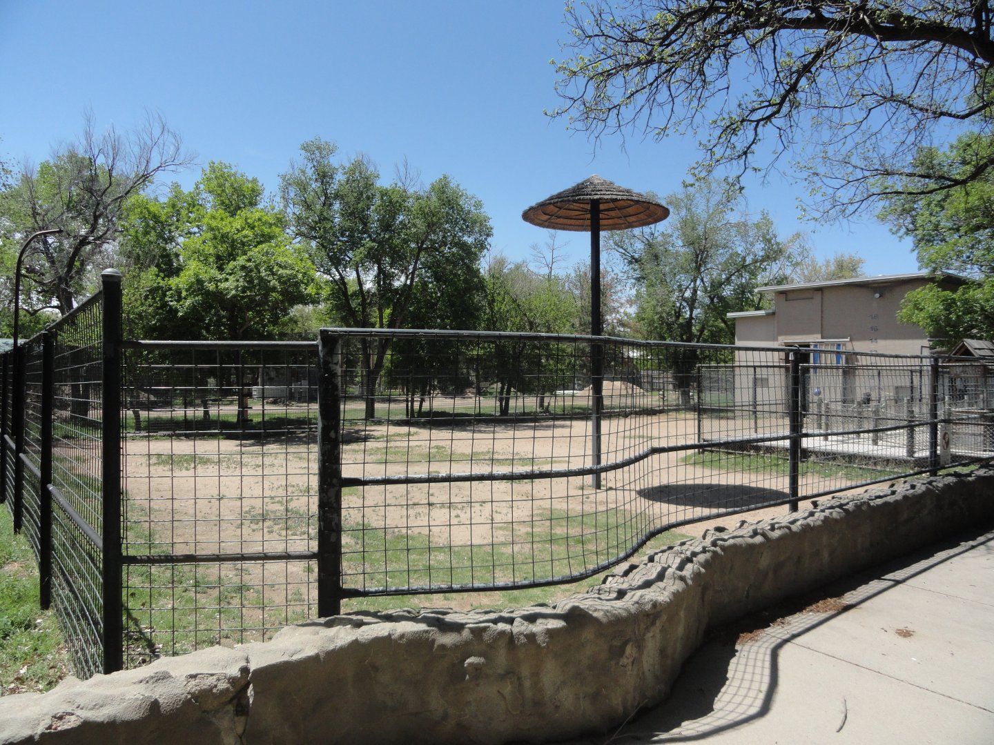 Reticulated Giraffe Exhibit 1