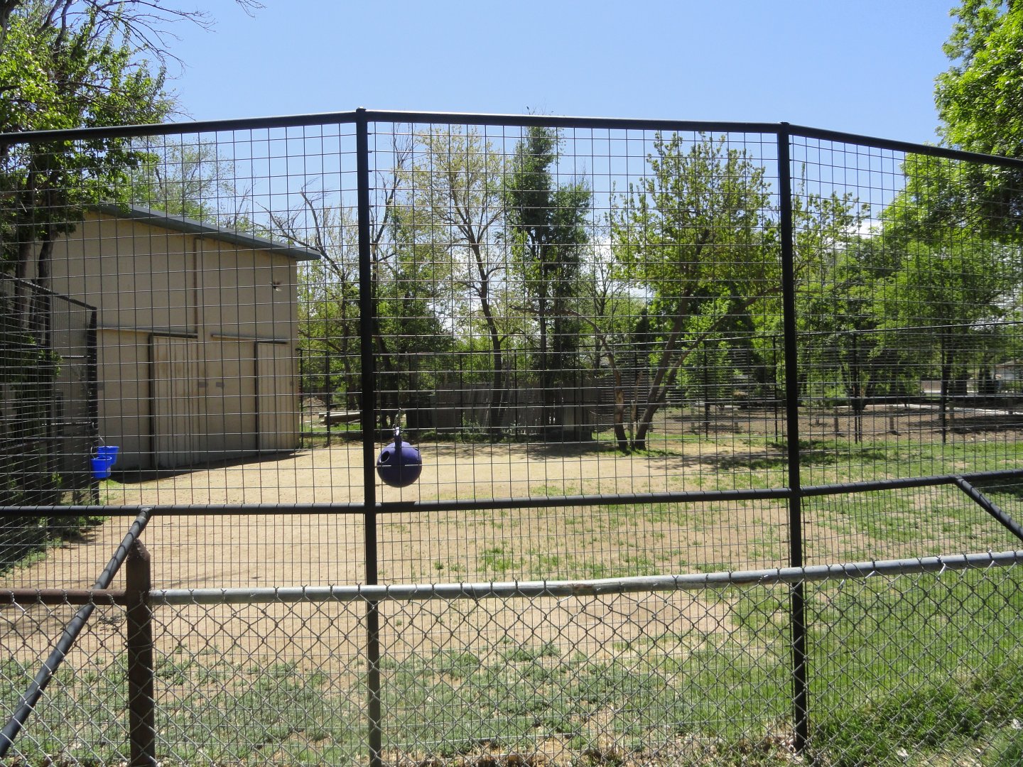Reticulated Giraffe Exhibit 2