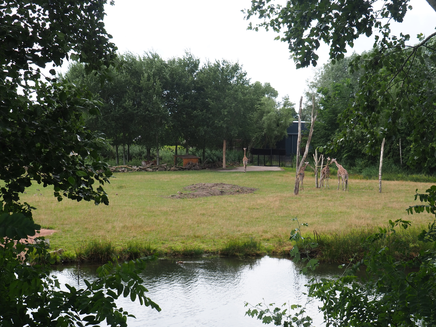Reticulated giraffe exhibit, 2019-08-11