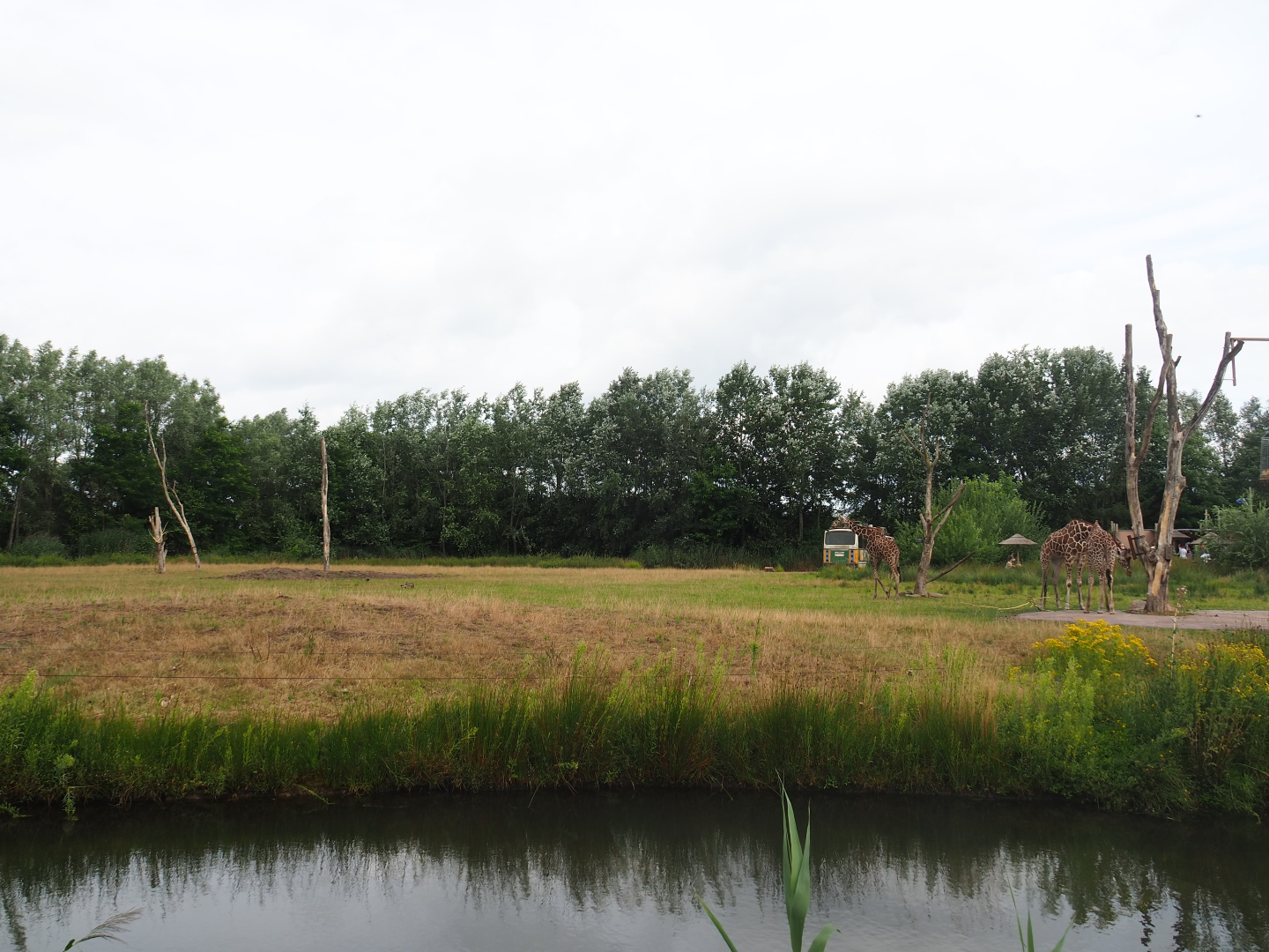 Reticulated giraffe exhibit, 2019-08-11