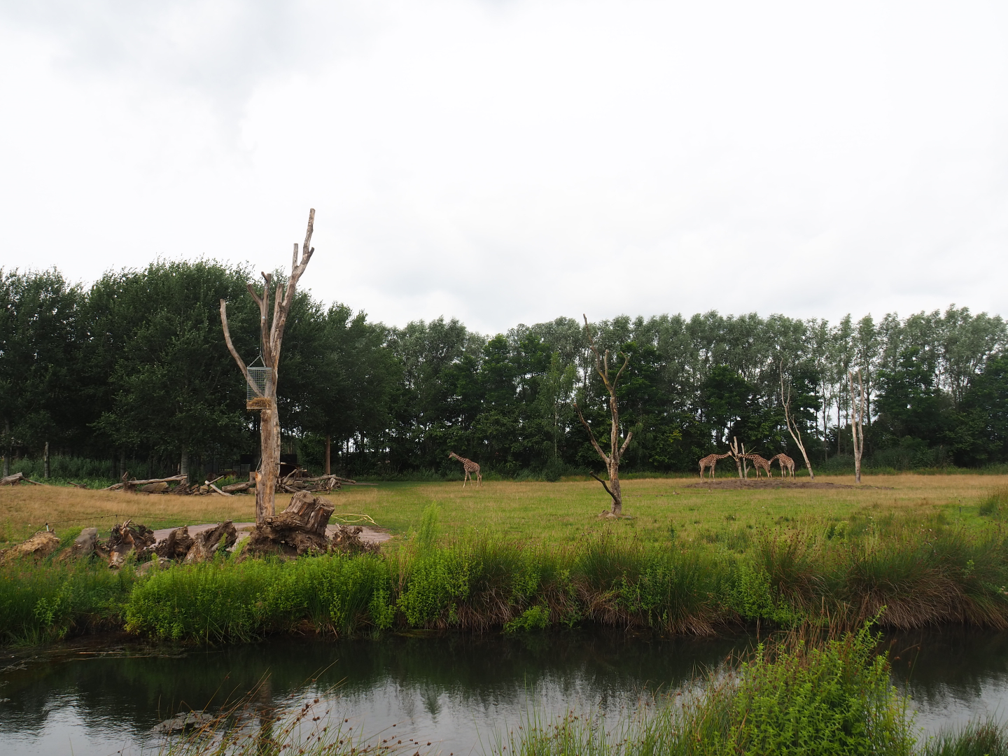 Reticulated giraffe exhibit, 2019-08-11