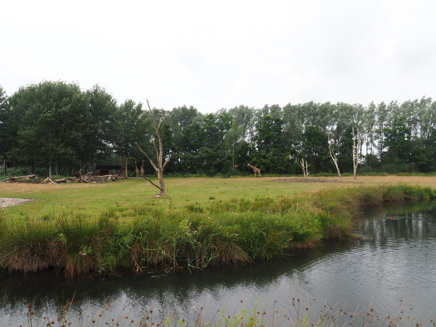 Reticulated giraffe exhibit, 2019-08-11