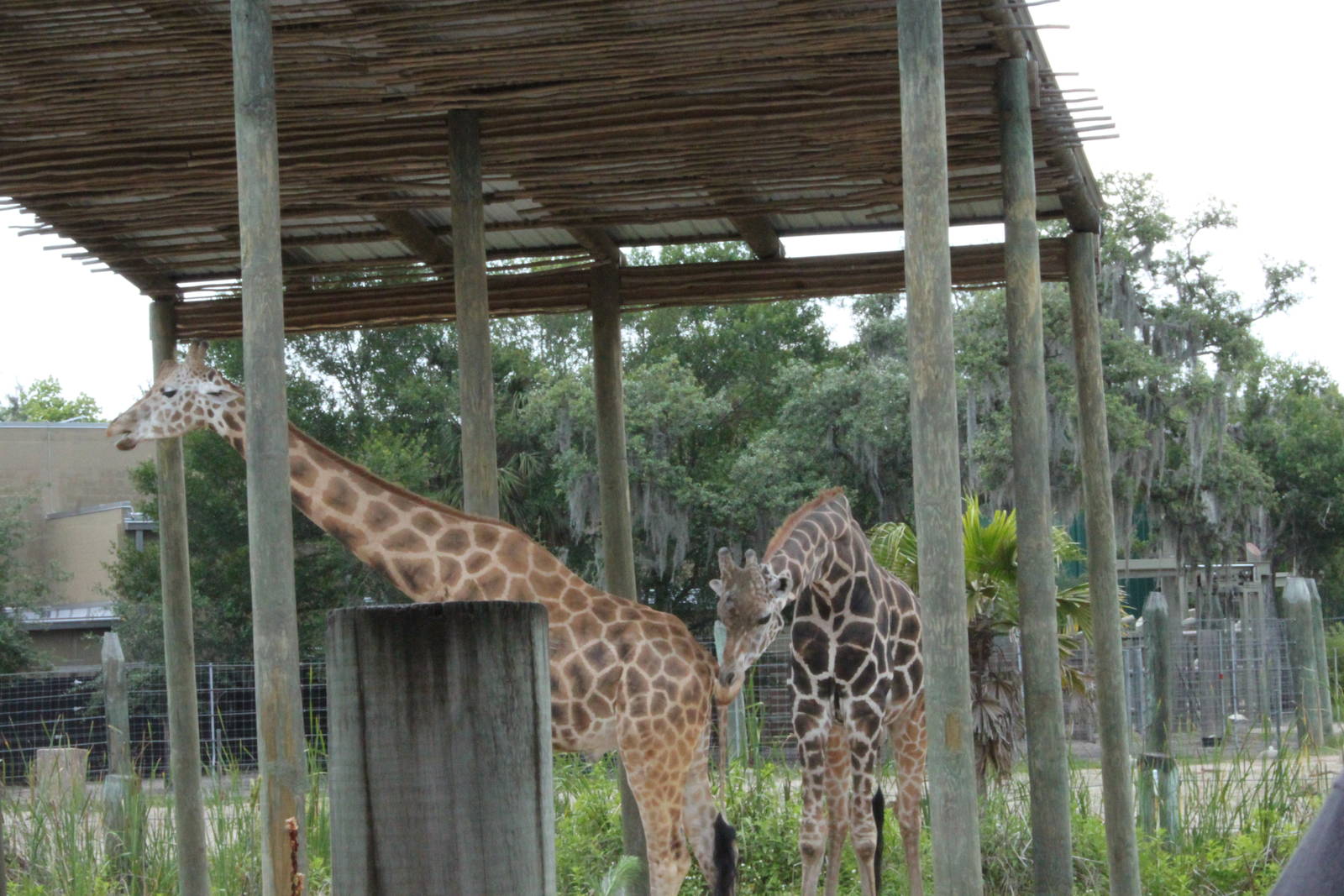 Reticulated Giraffe exhibit 5/22/2011