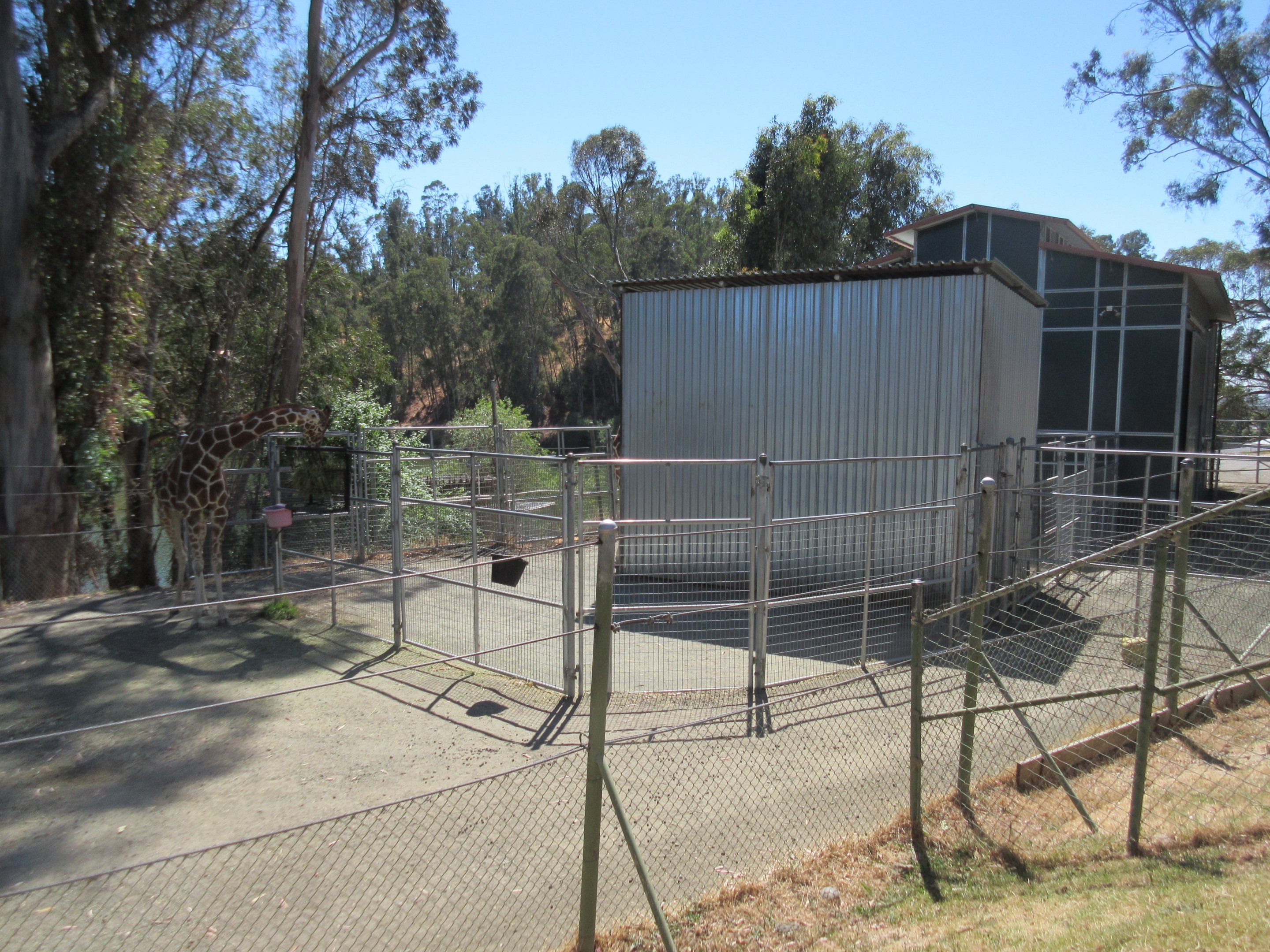 Reticulated Giraffe Exhibit - Barn