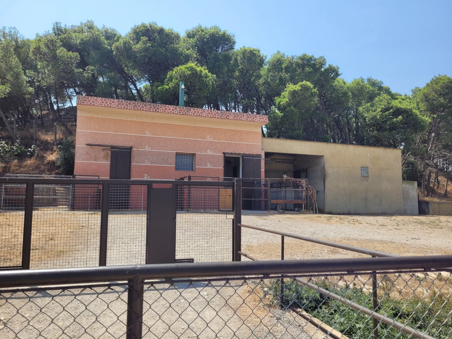 Reticulated giraffe exhibit -Réserve Africaine de Sigean (2022)