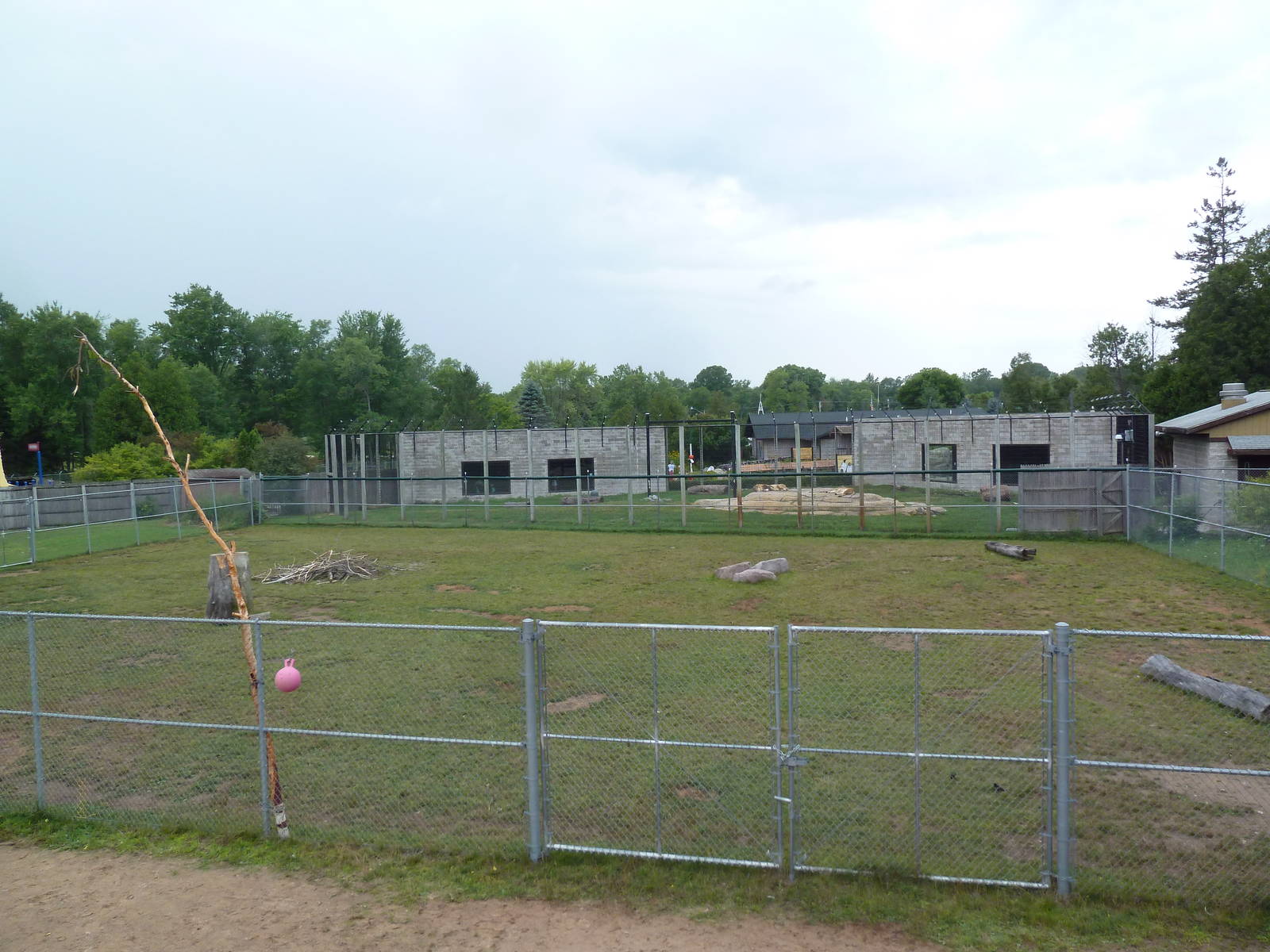 Reticulated Giraffe Exhibit (with lion exhibit in background)