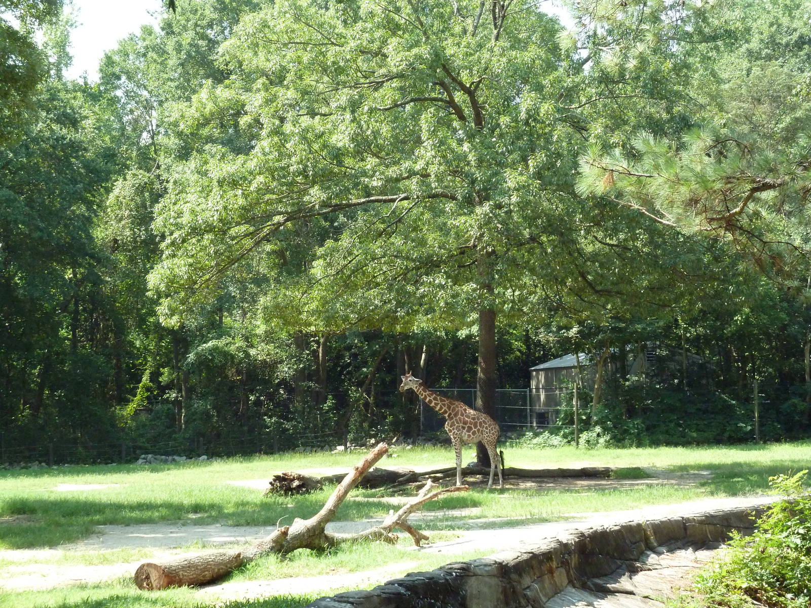 Reticulated Giraffe Exhibit