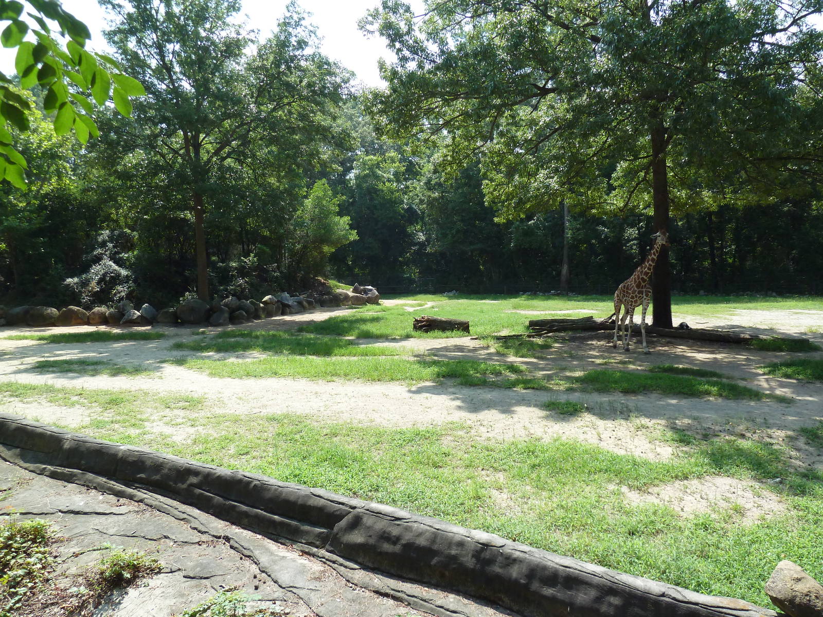 Reticulated Giraffe Exhibit