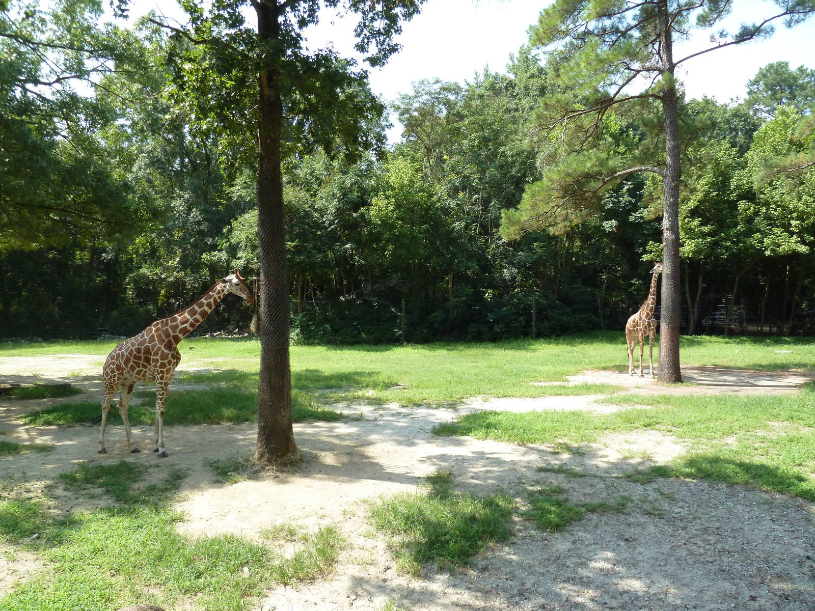 Reticulated Giraffe Exhibit