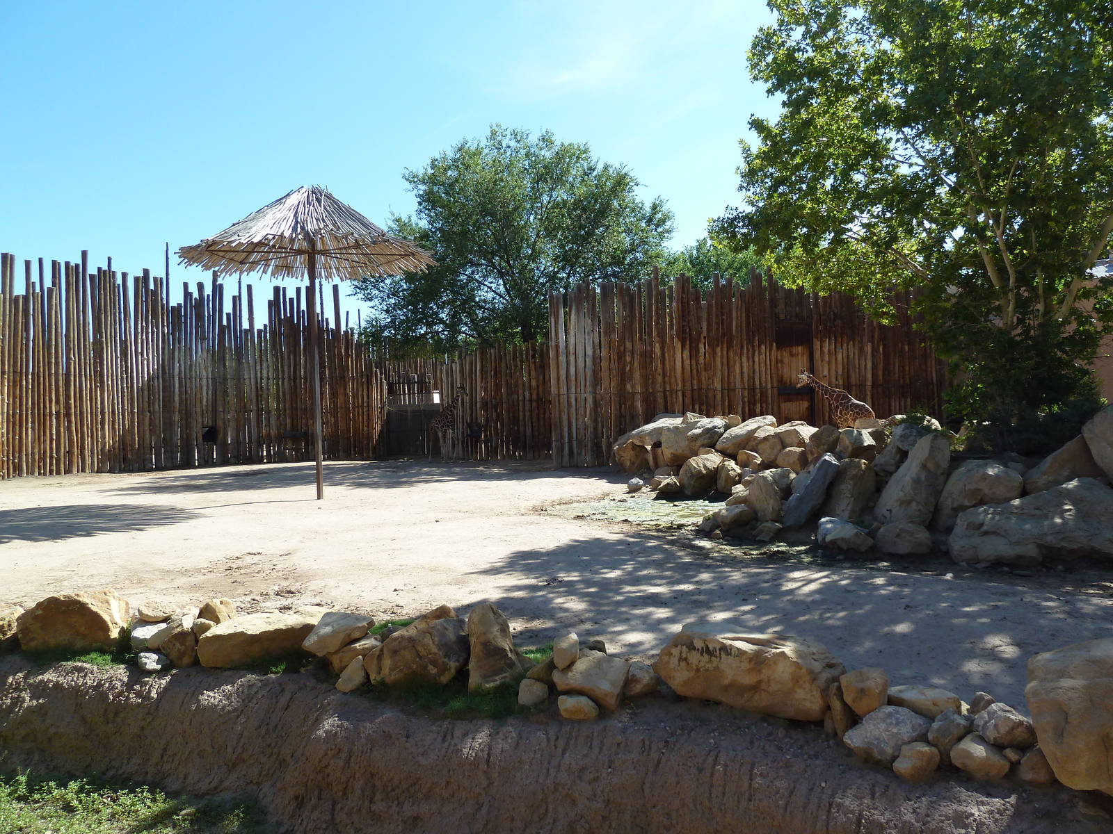 Reticulated Giraffe Exhibit