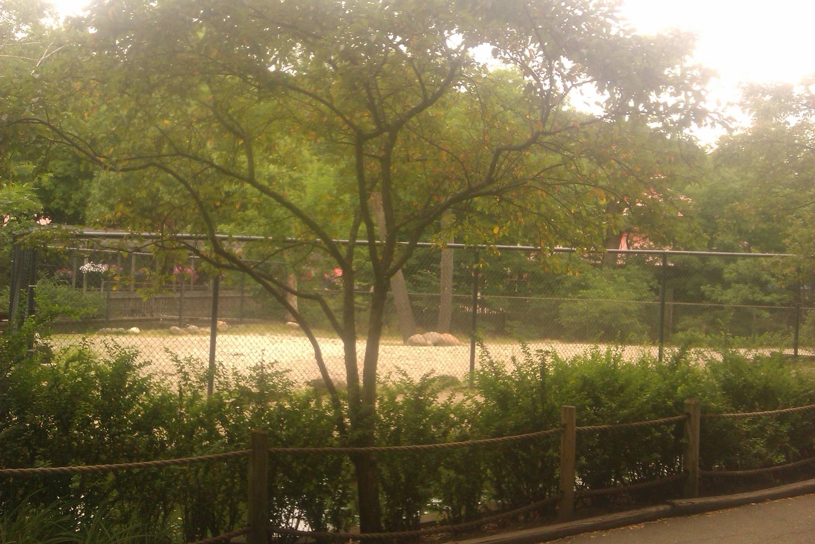 Reticulated  Giraffe Exhibit